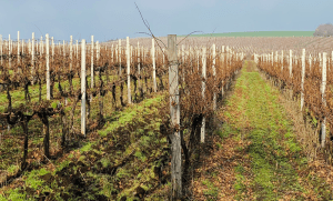 Cum se montează corect șpalierii pentru vița de vie ?