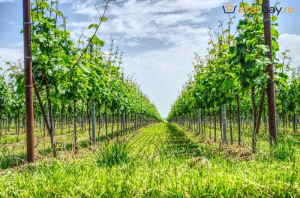 Șpalieri Metalici vs. Șpalieri de Beton: Care Este Opțiunea Ideală?